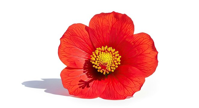 A vibrant red flower with yellow stamens against a white background.