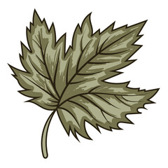 Stylized, muted green maple leaf illustration, useful for non-traditional fall, autumn, and Thanksgiving designs. Represents nature, foliage, and seasonal change.