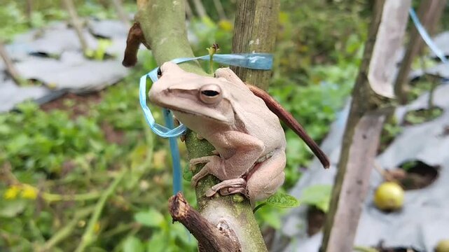 The striped tree frog (Polypedates leucomystax), also known as the common tree frog or banana frog