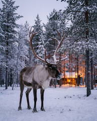 Majestic Reindeer in Snowy Winter Forest
