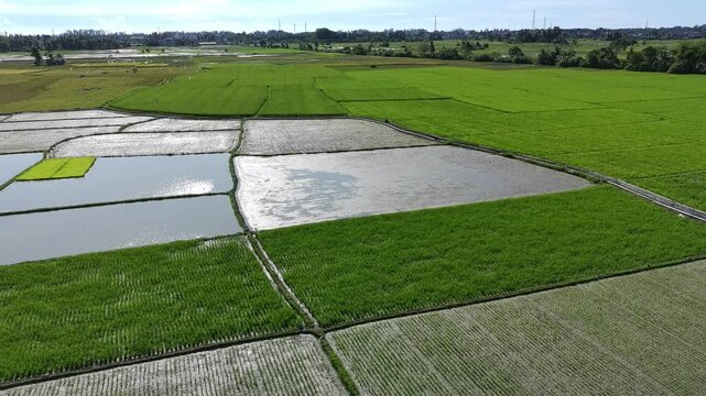 beautiful rice fields that have just been planted with rice and so on