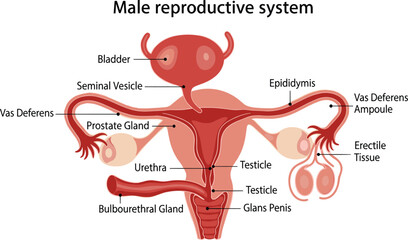 Obraz premium Detailed Male Reproductive System Anatomy Diagram, Showing Essential Organs Including Bladder, Prostate Gland, Testicles, and Vas Deferens for Medical Education.