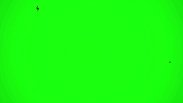 Bats flying in the night sky on a green screen for halloween or horror themed video projects