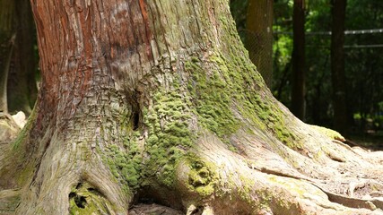 The big old trees  located in the park in Japan
