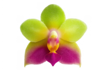 Vibrant tropical orchid flower with bright green petals and fuchsia yellow lip, isolated with transparent background