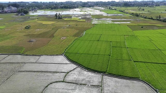 beautiful rice fields that have just been planted with rice and so on