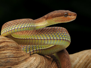 A coiled viper with vibrant orange and yellow keeled scales, showing detailed texture and large...