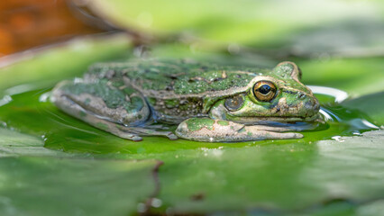 Frog on Lily Pad