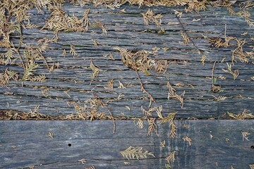 古い木の板に落ちた檜の枯れ葉
