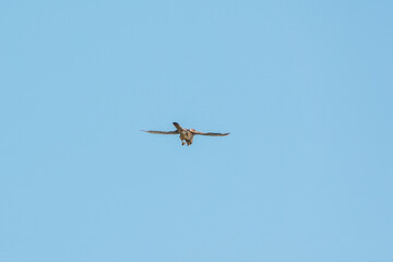 Common kestrel, Falco tinnunculus, hovered in the air in search of prey