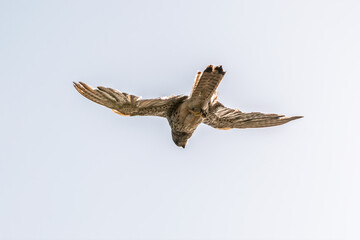 Common kestrel, Falco tinnunculus, hovered in the air in search of prey