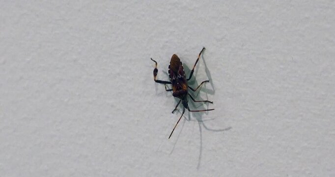 Western Conifer Seed Bug, Leptoglossus occidentalis, crawling slowly down a vertical wall.