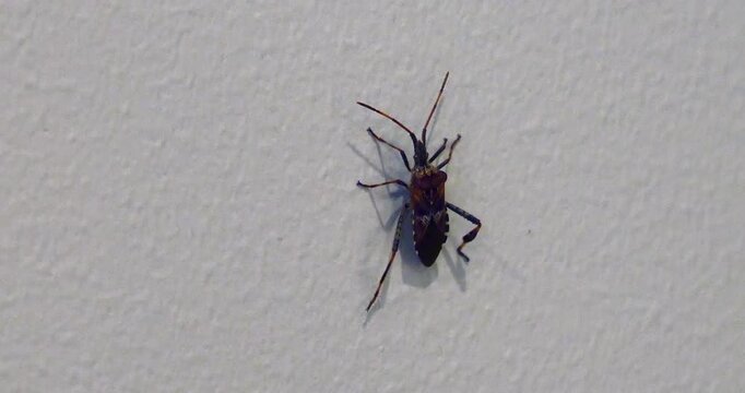 Western Conifer Seed Bug, Leptoglossus occidentalis, crawling slowly up a vertical wall.