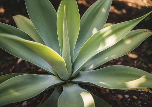 Agave succulent plant rosette with smooth blue green leaves growing in dark soil under natural sunlight.
