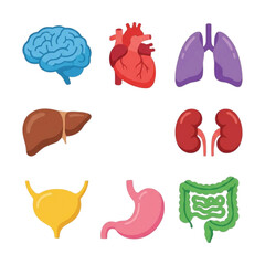 Comprehensive Internal Anatomy in Vector: Stylized Yet Accurate Representations of Major Organs for Learning and Projects