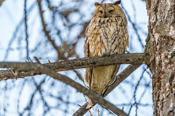 Long-eared owl (Asio otus), looking forward with wide opened eyes
