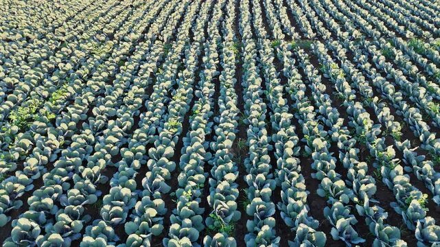 Low Flying Drone Shot Moving Over A Cabbage Patch Revealing The Detailed Texture Of The Large Green Leaves In A Commercial Farm Setting