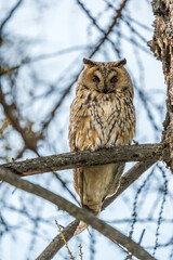 Long-eared owl (Asio otus), looking forward with wide opened eyes