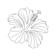 Fototapeta premium One continuous line illustration of an hibiscus , isolated on white background.