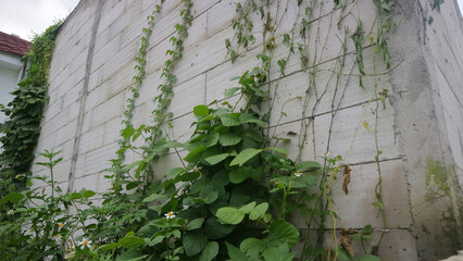 Concrete Wall with Climbing Plants