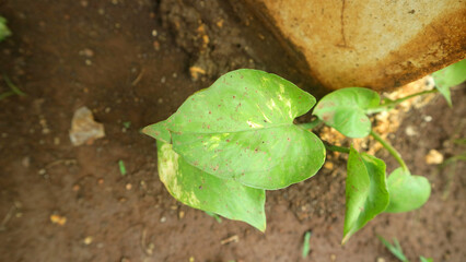 Green Pothos Leaves Growing Beside Garden Wall