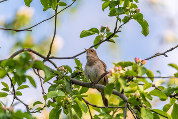 Thrush Nightingale, Luscinia luscinia. A bird sits on a tree branch and sings