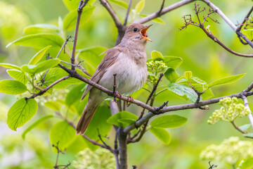 Thrush Nightingale, Luscinia luscinia. A bird sits on a tree branch and sings