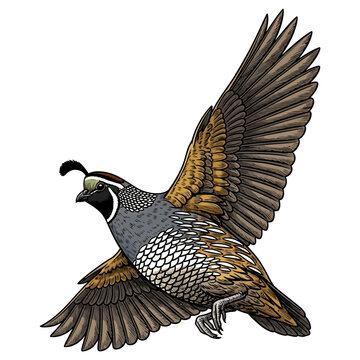 quail hunting illustration logo vector image t shirt