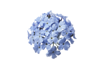 Beautiful spherical inflorescence of delicate periwinkle blue flowers blooming against an isolated white background