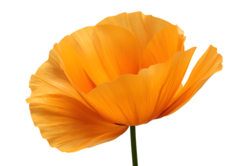 Vibrant orange poppy flower in full bloom showcasing its delicate, ruffled petals, isolated on a clean white background