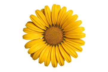 Vibrant yellow blossom with intricate petals, radiating natural beauty and cheerful energy, a perfect symbol of joy and warmth in full bloom, isolated on a clean white background