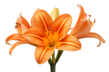 Vibrant cluster of radiant orange lily blossoms showcasing natural elegance and delicate petals, isolated on a pristine white background