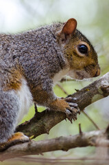 squirrel on a tree