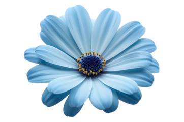 A delicate sky blue daisy flower with a yellow center on a white background