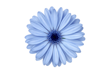 Delicate Beauty A Serene Close-Up of a Vibrant Light Blue Gerbera Daisy Flower Blossoming on a White Background