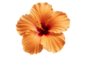 Captivating Hibiscus Blossom A Detailed Look at Its Beauty in Full Bloom
