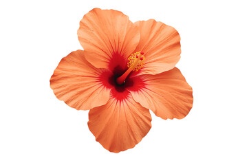 Orange Hibiscus Blossom A Radiant Bloom Unveiling Nature's Beauty in a Close-Up Portrait