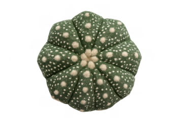 Astrophytum asterias succulent cactus plant top view showing symmetry and unique star patterns, transparent background