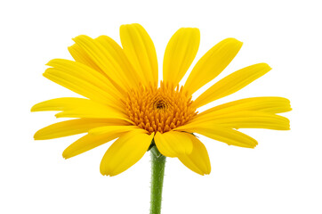 Radiant Yellow Daisy Blossom A Vibrant Display of Nature's Sunshine and Floral Splendor