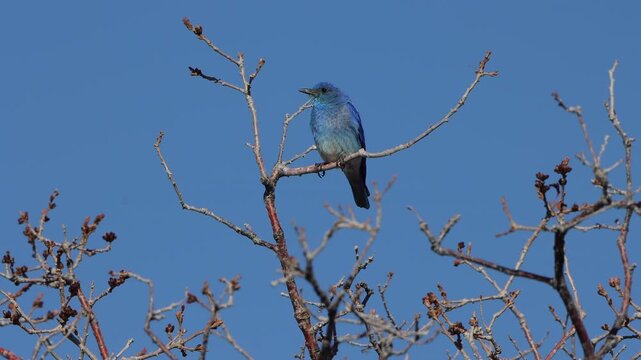 Mountain Bluebird, a small thrush, against a clear blue sky in Mesa Verde National Park in southern Colorado