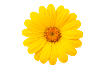 Bright yellow daisy flower with vibrant petals and detailed center against a white background
