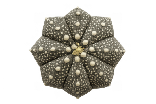 Astrophytum asterias cactus showing star-shaped form on transparent background, desert plant top view - Powered by Adobe