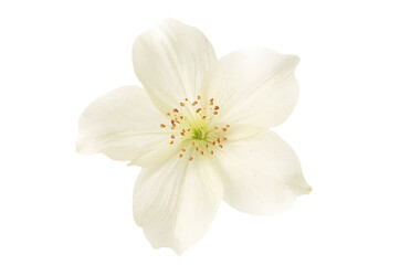 Fototapeta premium Delicate White Flower Blossom with Pistil and Stamens, Capturing Nature's Beauty
