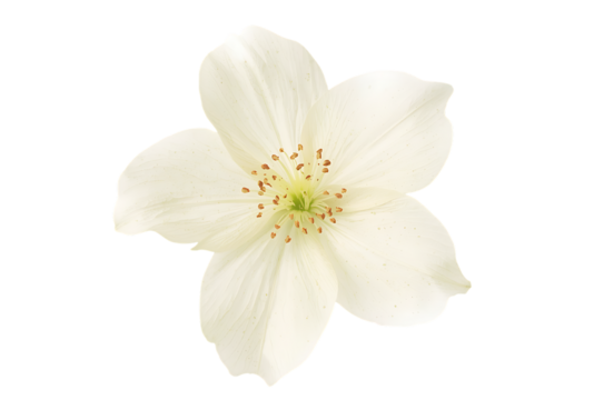 Delicate White Flower Blossom with Pistil and Stamens, Capturing Nature's Beauty