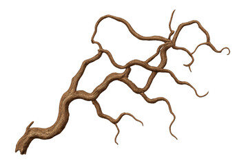 Fototapeta premium Twisted root or woody vine, a natural brown element with a complex branching pattern, isolated on a transparent background, perfect for design