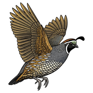 quail hunting illustration logo vector image t shirt