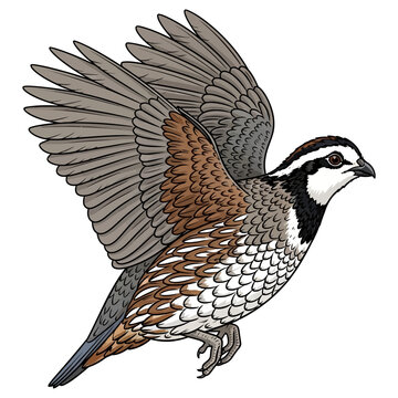 quail hunting illustration logo vector image t shirt