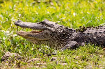 Alligator in Louisiana