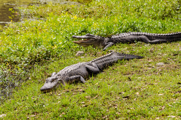 alligators in the grass