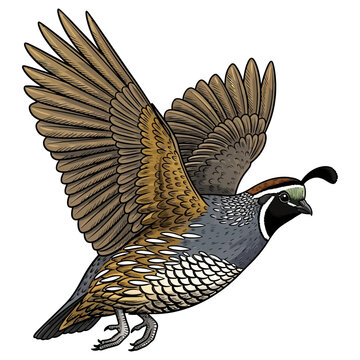 quail hunting illustration logo vector image t shirt